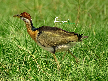 Bronze Winged Jacana Juvenile 