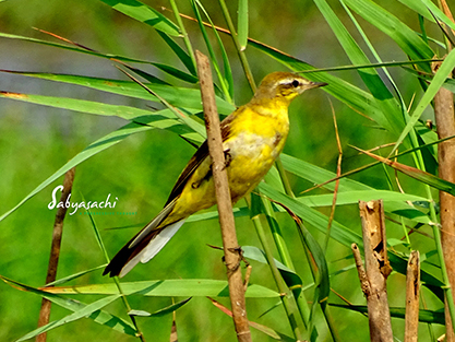 Eastern Yellow Wagtail
