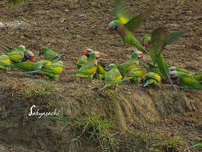 Red-breasted parakeet