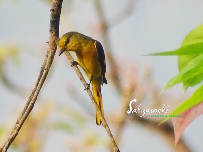 Scarlet minivet female