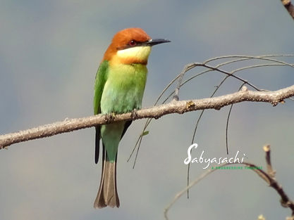 Chestnut-headed bee-eater