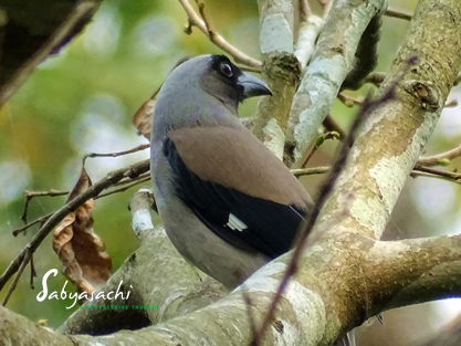 Grey treepie