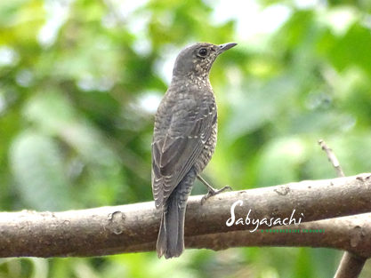 Blue-capped rock thrush female