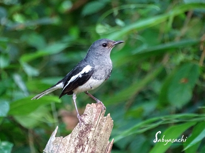 Magpie Robin female