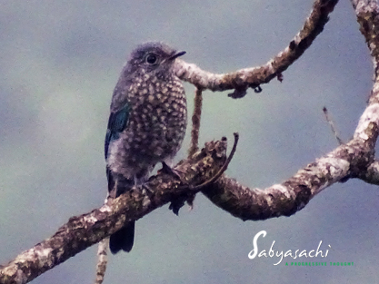 Chestnut-bellied rock thrush Juv male