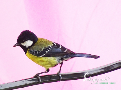 Green-backed tit