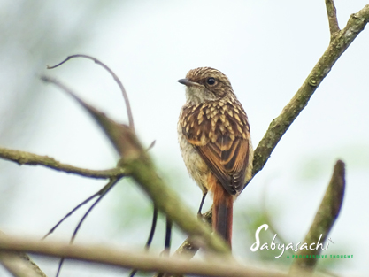 Gray bushchat juvenile female