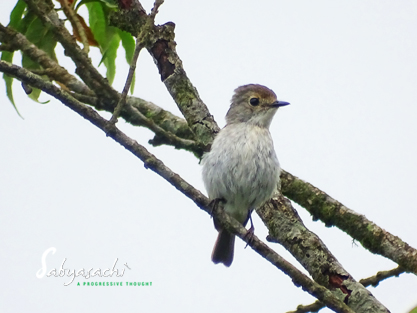 Little pied flycatcher female