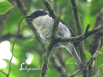 Grey bushchat