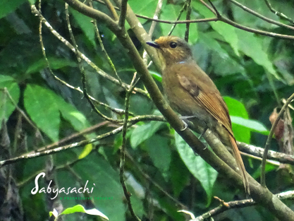 Large niltava female