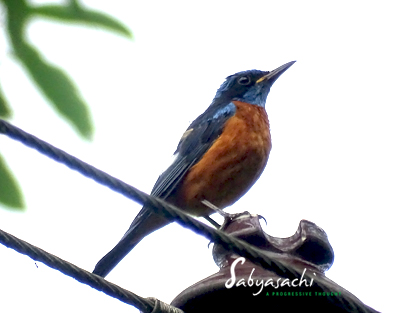 Blue-capped rock thrush male