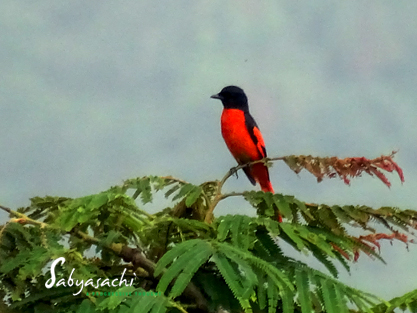 Scarlet minivet male
