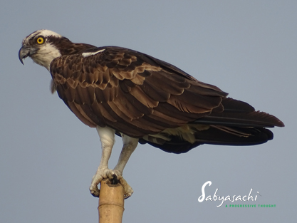 Osprey