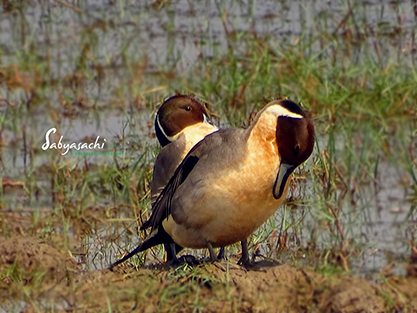 Northern Pintail