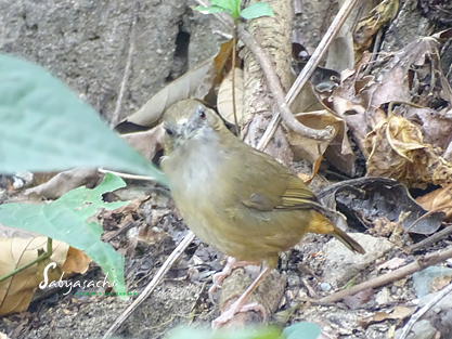 Abbott's babbler