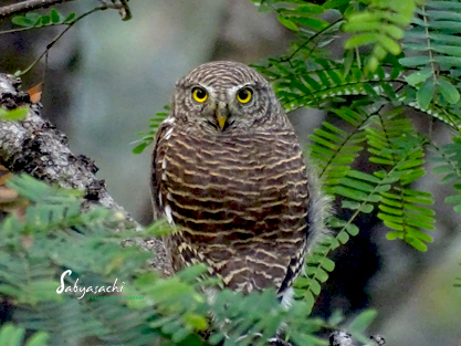 Asian barred owlet