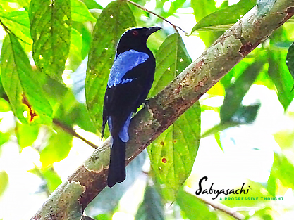 Asian fairy-bluebird