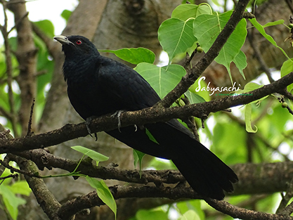Asian Koel male