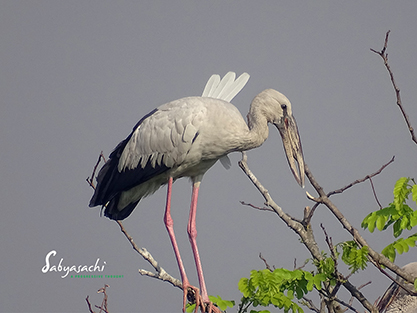 Asian Openbill