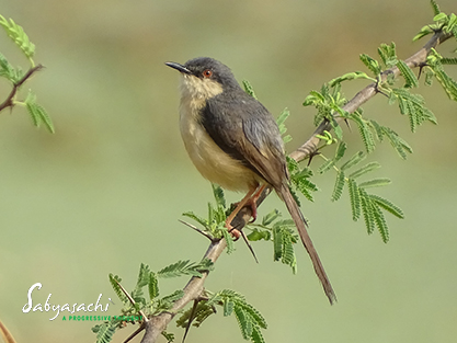 Ashy Prinia