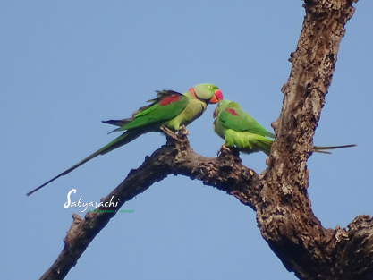 Alexandrine parakeet