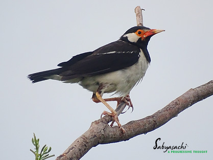 Asian pied starling