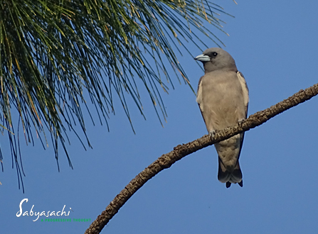 Ashy Woodswallow