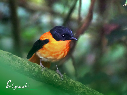 Black-and-orange flycatcher