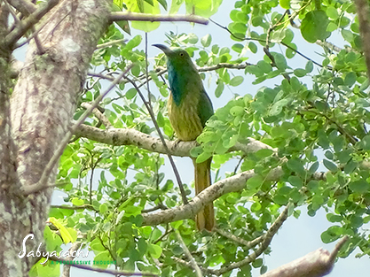 Blue-bearded bee-eater