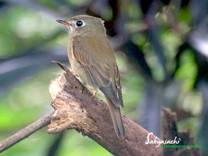 Brown-breasted flycatcher