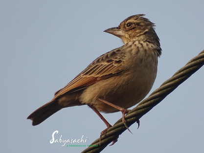 Bengal bushlark
