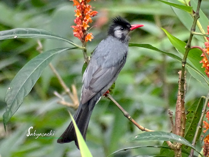 Black bulbul
