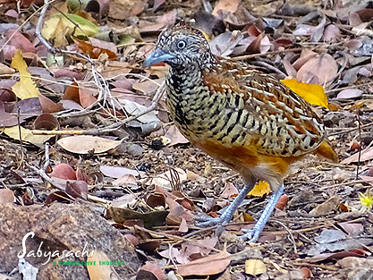 Barred buttonquail