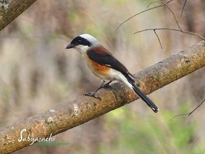 Bay-backed shrike