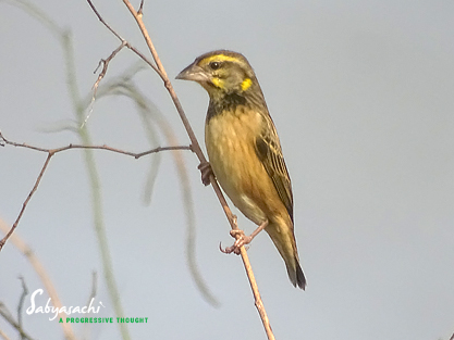 Black-breasted weaver