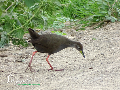 Brown crake