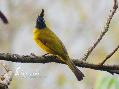 Black-crested bulbul