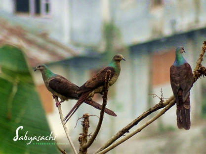 Barred cuckoo-dove