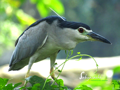 Black-crowned night heron