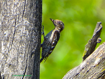 Brown-capped pygmy woodpecker