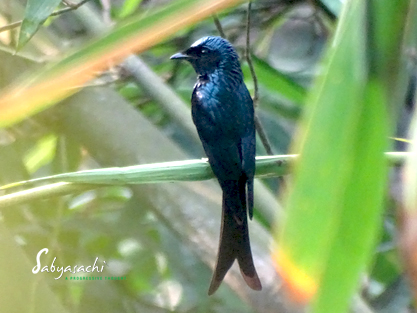 Bronzed drongo