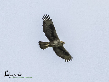 Bonelli's eagle