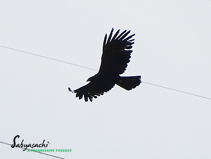 Black eagle