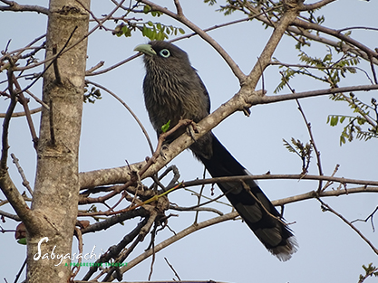 Blue-faced malkoha