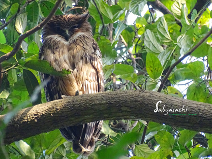 Brown fish owl