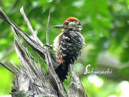 Brown-fronted woodpecker