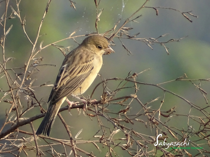 Black-headed bunting female
