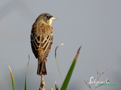 Black-headed bunting male