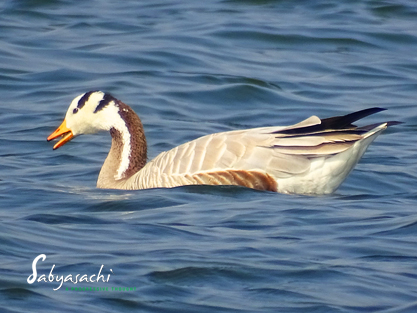 Bar-headed goose