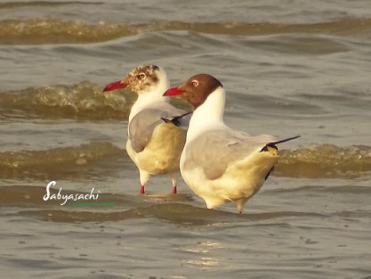 Brown-headed Gull Juvenile and Male breeding